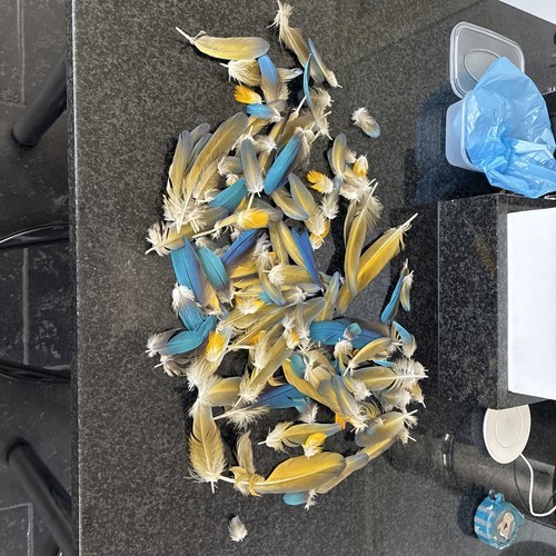 Naturally moulted parrot - naturally,