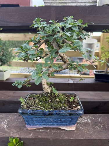 Ficus bonsai tree - bonsai,