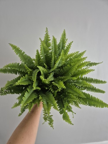 Boston fern 12cm - pot, |