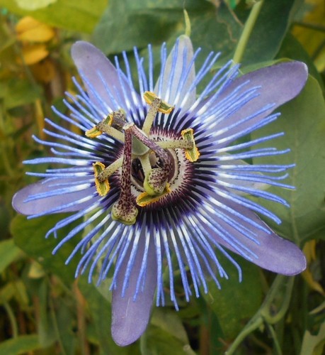 Young passion flower - young,