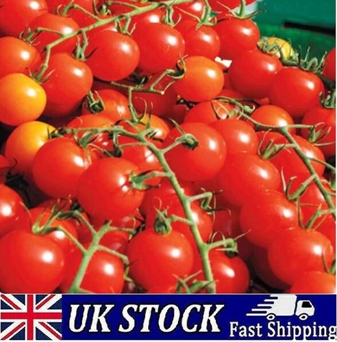 Sweet million cherry tomato - cherry,
