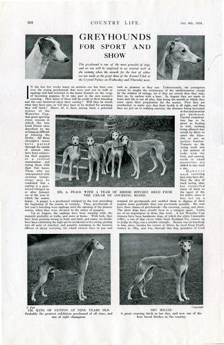 Greyhound for sport and - for,