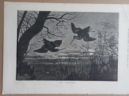 Snipe flight by night - snipe,