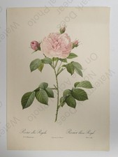 Redoute Rose Rosa Alba Regalis
