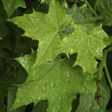 5 Sycamore Maple Trees