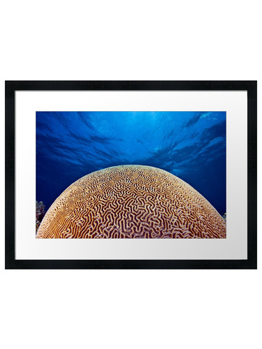Brain coral death - brain, or