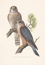 1960 MERLIN FALCON Bird Print