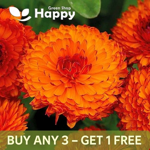 Pot marigold neon gram 150 - neon,