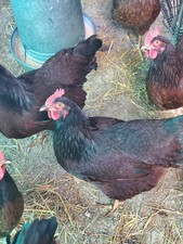 12 Exhibition Rhode Island Red