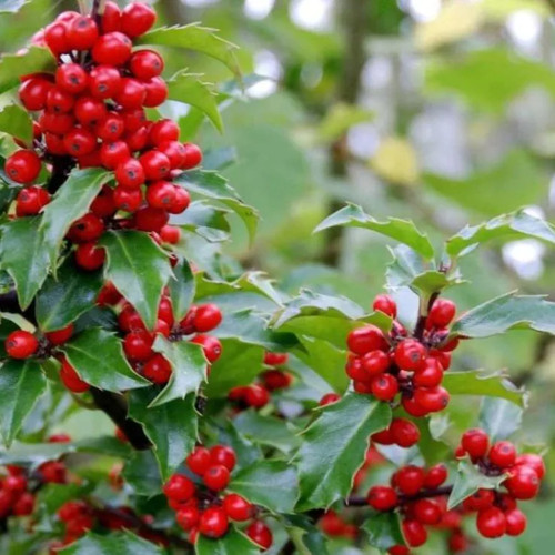 Holly plant ilex meserveae - holly,