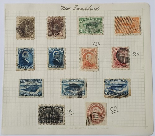 Fab1 newfoundland early - newfoundland,