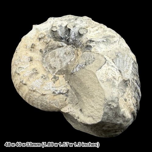 Liparoceras elegans ammonite - liparoceras,