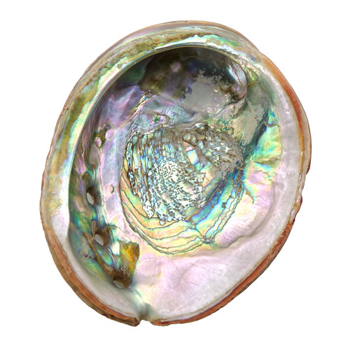 Vintage red abalone - vintage,