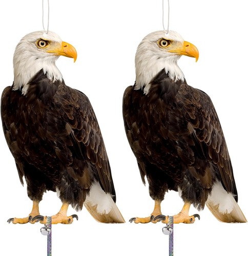 2pcs hawk bird - bird, set