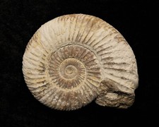 Perisphinctes ammonite from - perisphinctes,