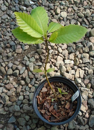 Castanea sativa sweet - sativa,