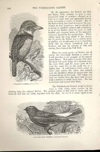 Original old antique print - original,