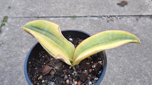 Sansevieria golden wendy - sansevieria, wendy'