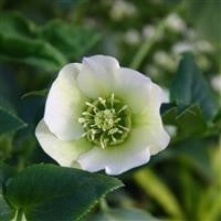 Hellebore orientalis - ,