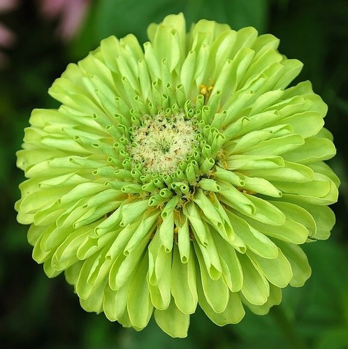 Zinnia giant envy - zinnia, (green)
