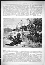 Old Antique Print Meant For Me Bird Trap Fox Outdoor Scene Animals 1877 19th