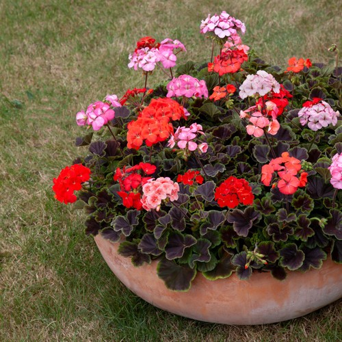 Pelargonium horizon shadow mix - shadow,