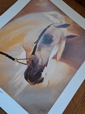 Stunning grey arab horse head - grey,