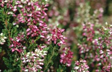 Scottish heather dark star - 'dark, |