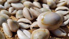 BEAUTIFUL GOLDRING COWRIE