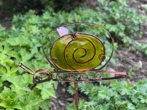 Garden glass snail - garden,