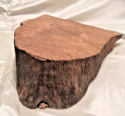 Holm oak wood log - slab, /board