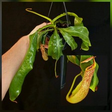Nepenthes Hybrid. Large Plant