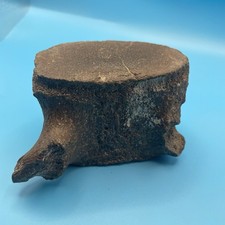 Whale Vertebrae Fossil