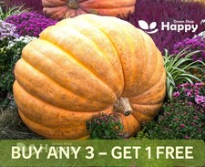 PUMPKIN ATLANTIC GIANT - 15
