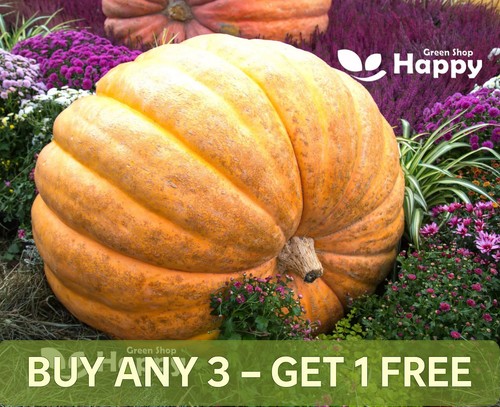Pumpkin atlantic giant 15 - -,