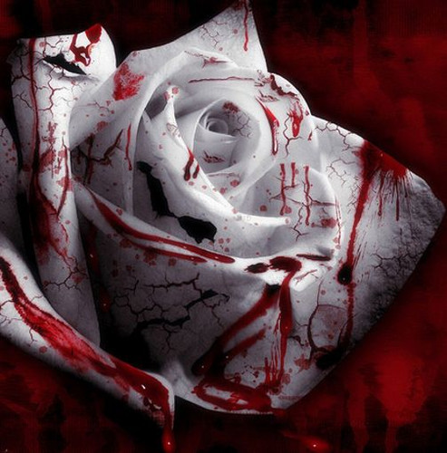 White dark red - white,