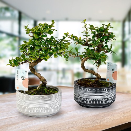 Shaped tribal mix bonsai - mix',