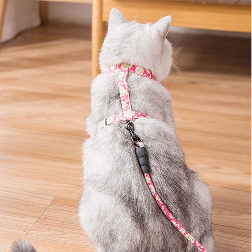 Cat harness and lead - cat,