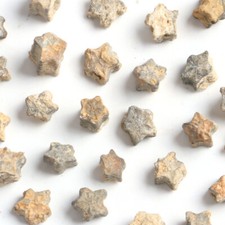 1x 0.5-0.8cm Crinoid Star