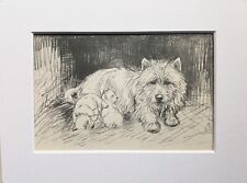 Westie terrier puppies dog vintage sketch print by KF Barker 1930s/40s - mounted