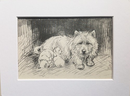 Westie terrier puppies - , dog