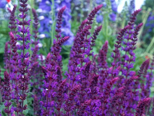 Salvia nemorosa violet queen - salvia,