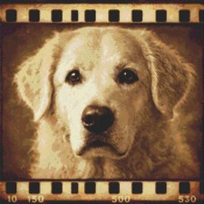 Hungarian Kuvasz Puppy Dog