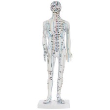  Acupuncture Model: Human