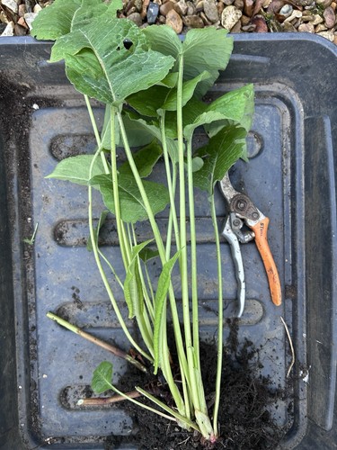 Large bare root persicaria - 1,