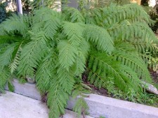 Woodwardia fimbriata|Giant