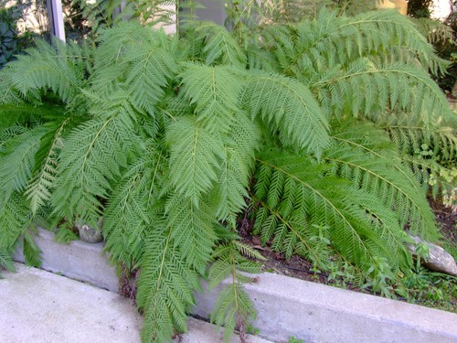 Woodwardia fimbriata giant - woodwardia, fimbriata|giant