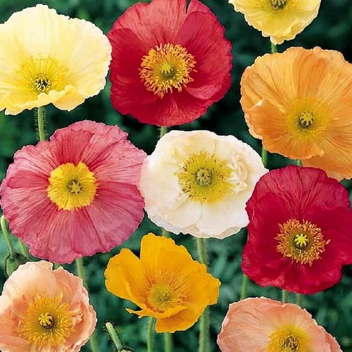Iceland nudicaule poppy - iceland,