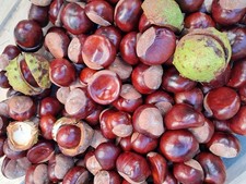 conkers x 100.tree seeds conkers 100