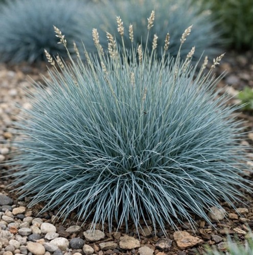 Festuca buddy blue - festuca, ‘buddy